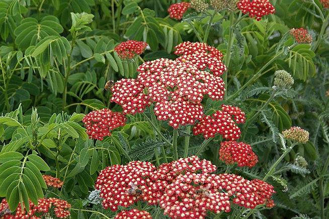 Achillea filipendulina 'Bishkek Gold'