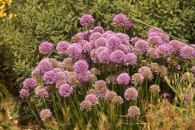Allium 'Millenium'
