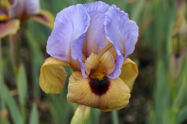 Arilbred Iris 'Zizah'