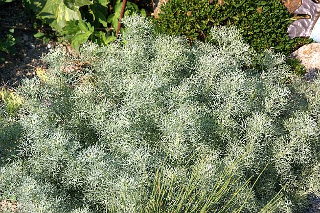 Artemisia alba 'Canescens'