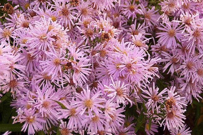 Aster novi belgii 'Brigitta'