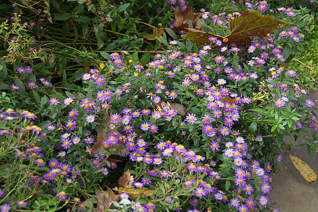 Aster trifoliatus ssp. ageratoides 'Ezo Murasaki'