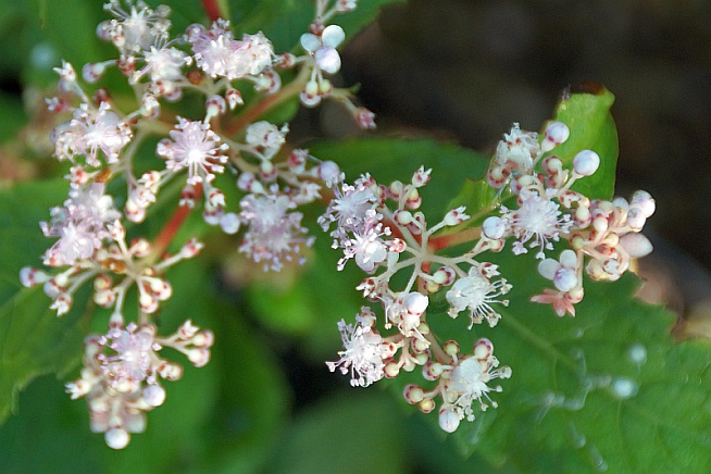 Cardiandra alternifolia