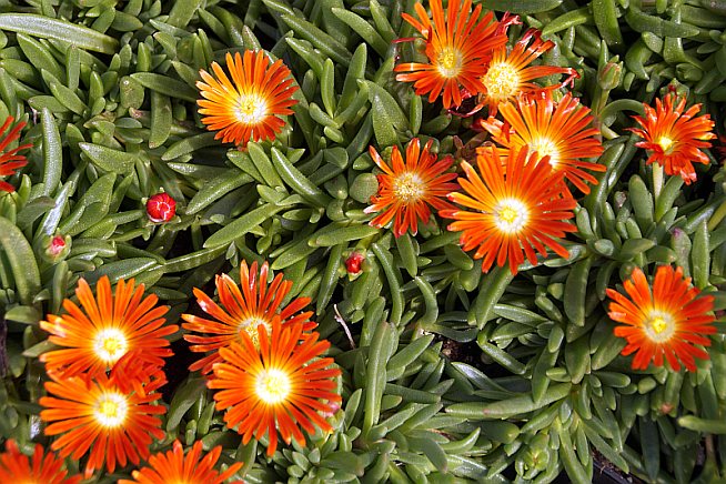 Delosperma dyerii 'Eugens Orange Beste'