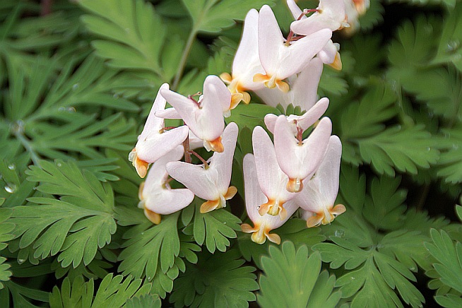 Dicentra cucullaria 'Pittsburg'