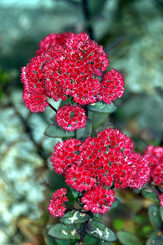 Hylotelephium 'Ruetteberg'