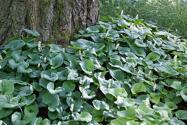 Maianthemum bifolium ln Novosibirsk