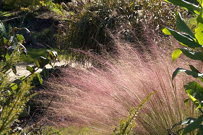 Muhlenbergia capillaris