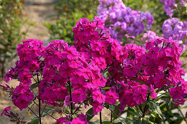 Phlox paniculata 'Kalyostro'