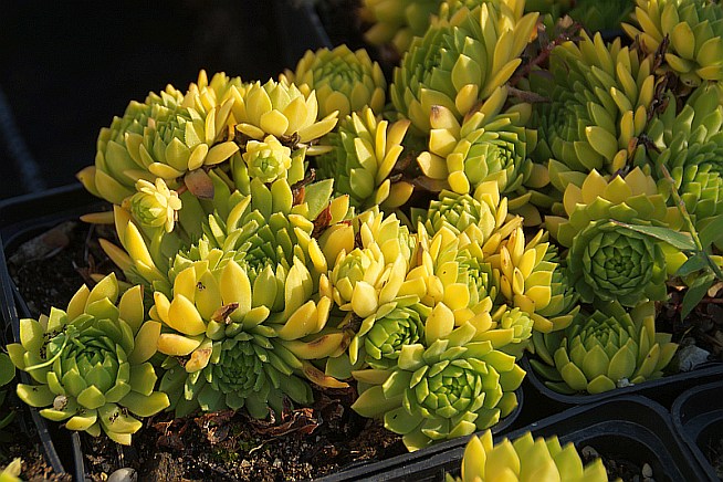 Sempervivum montanum 'Goldsternchen'