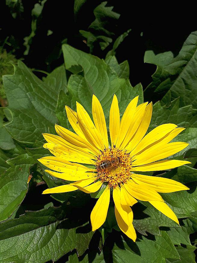 Silphium perfoliatum 'Carnica'