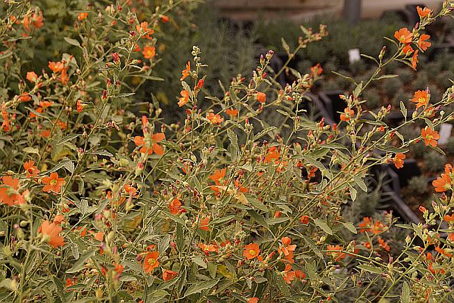 Sphaeralcea coccinea
