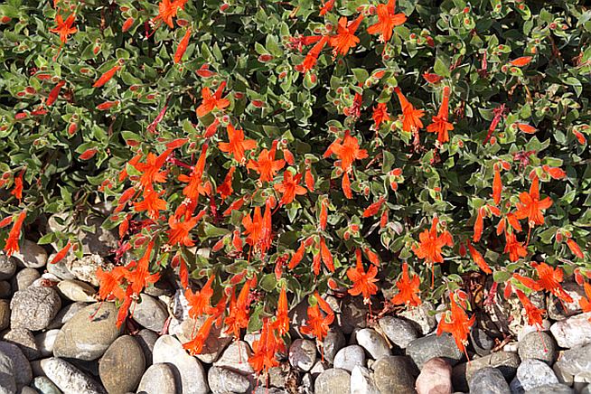 Zauschneria