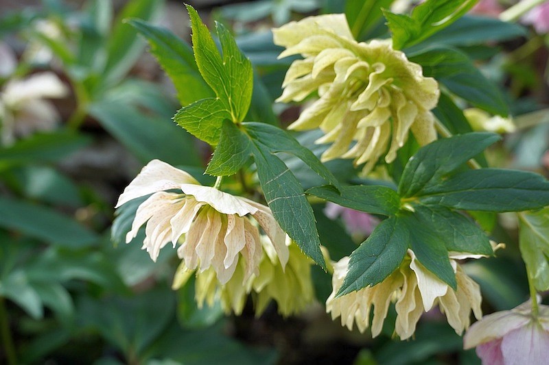 gefuellte gelbe Lenzrose