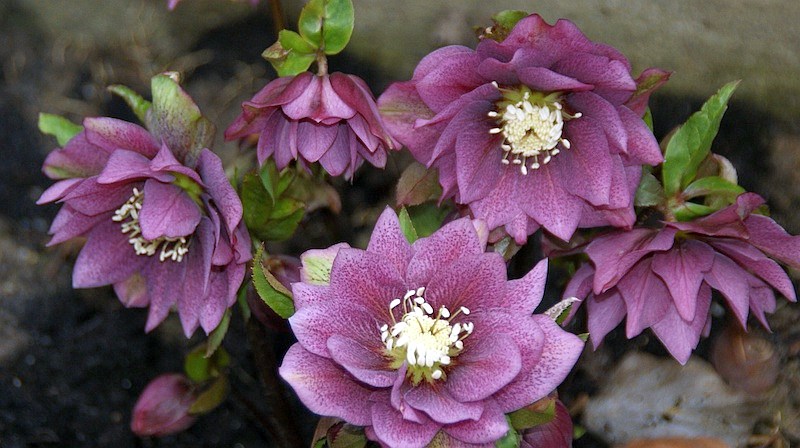 gefuellte pflaumenfarbige Lenzrose