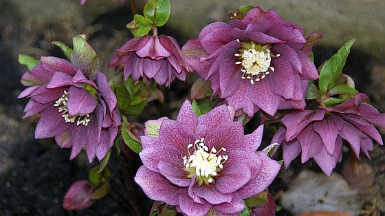 Sarastro-Rundbrief April 2021