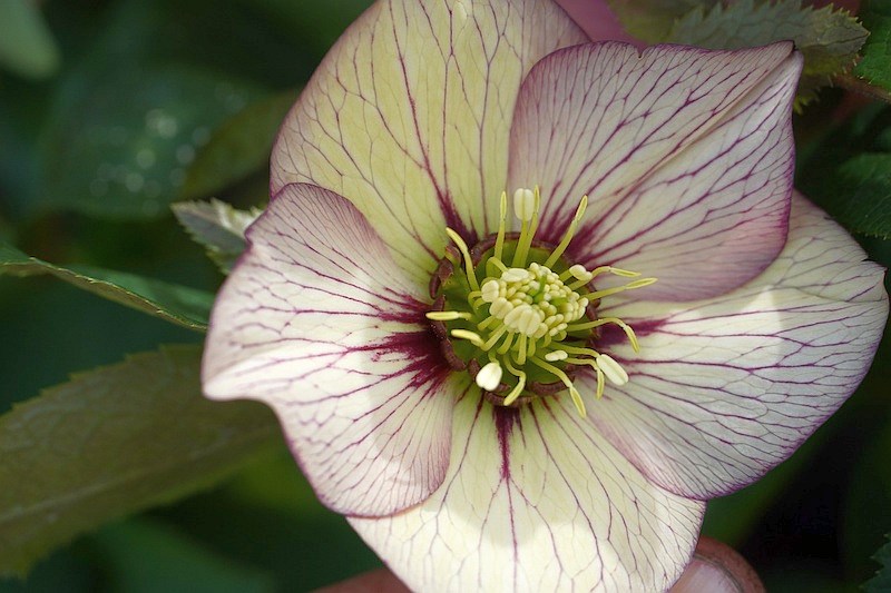 gestreifte Lenzrose