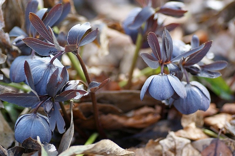 schwaerzliche Lenzrose