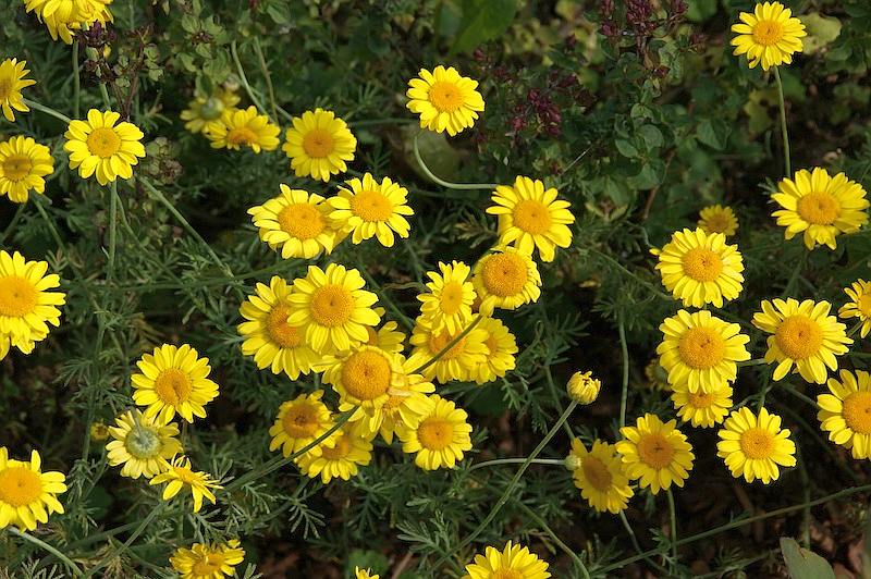 Anthemis tinctoria