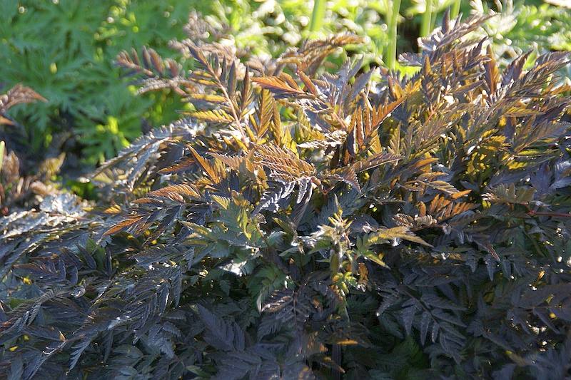 Anthriscus sylvestris Ravenswing