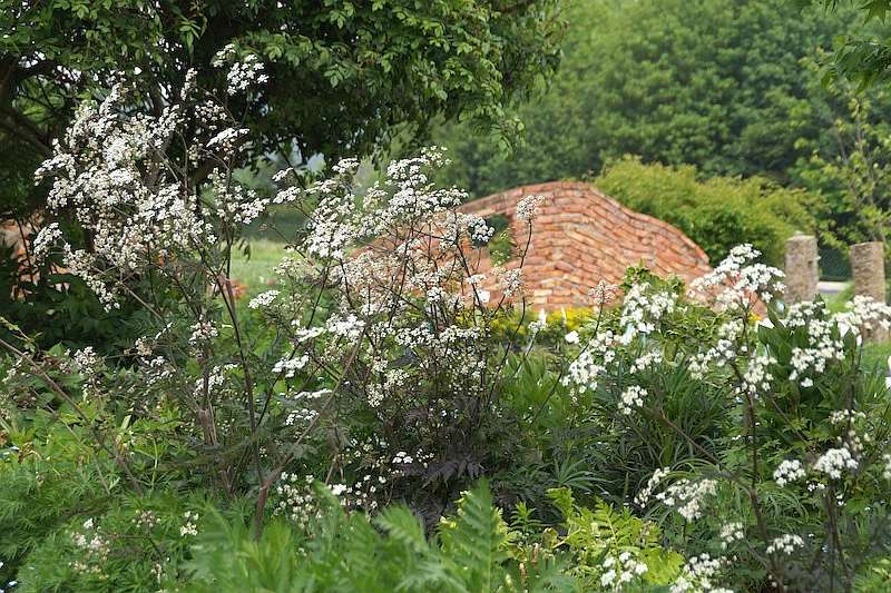 Anthriscus sylvestris Ravenswing Gruppenpflanzung