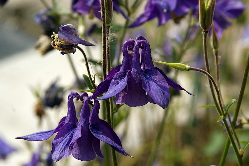 Aquilegia alpina