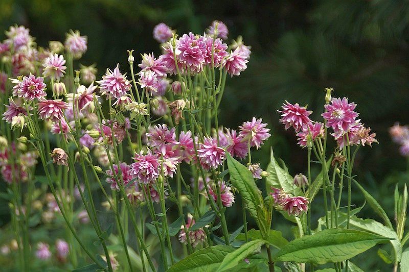 Aquilegia vulgaris var. stellata Nora Barlow