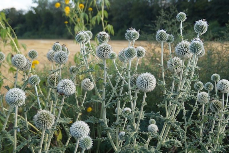 Echinops sphaerocephalus