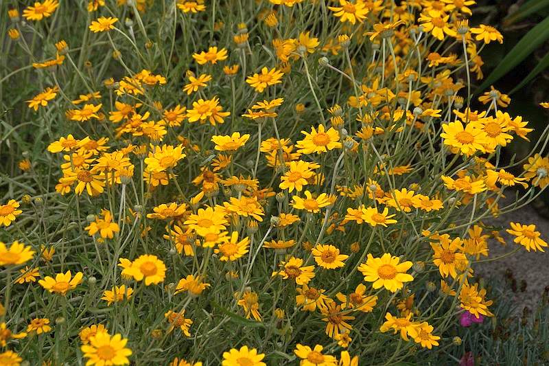 Eriophyllum lanatum