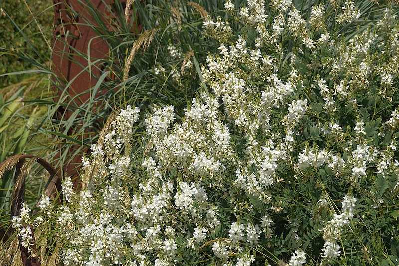 Galega × hartlandii