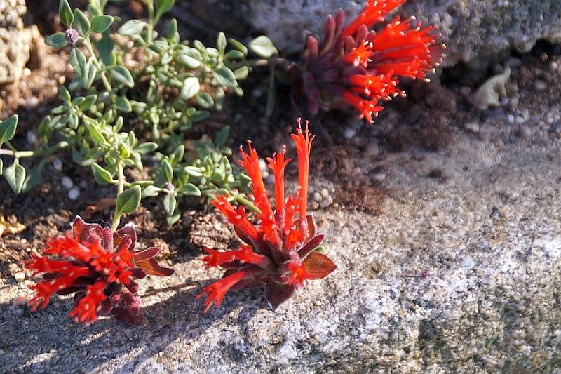 Monardella macrantha Marian Sampson