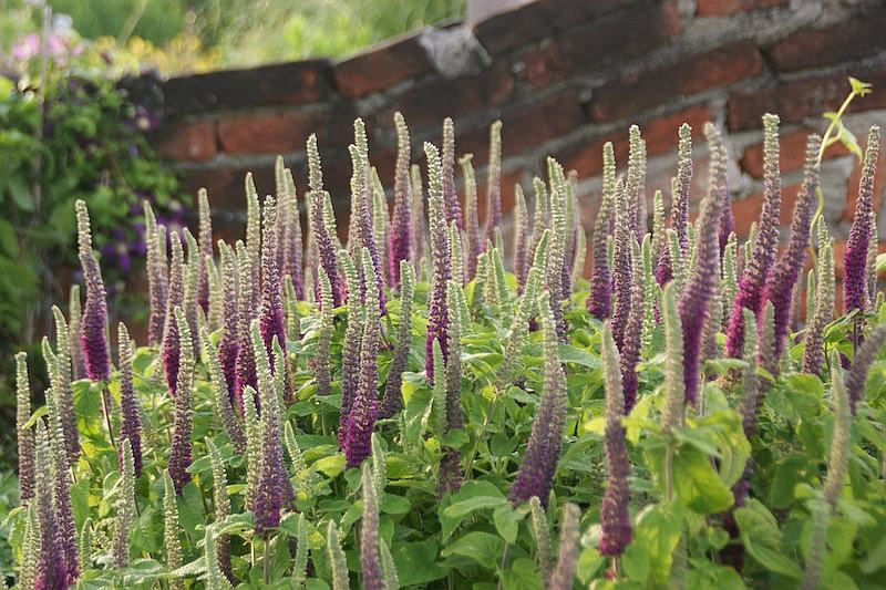 Teucrium hircanicum