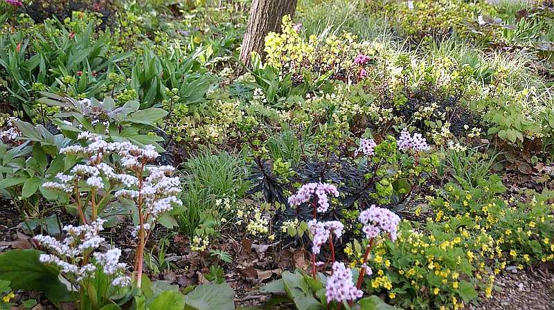 Bergenia mit Waldsteinia und Euphorbia amygdaloides Purpurea