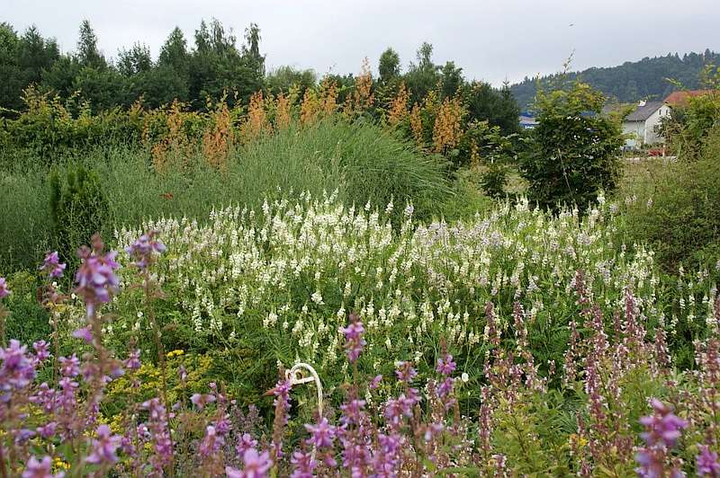 Desmodium canadense mit Galega x hartlandii Alba und Macleaya cordata