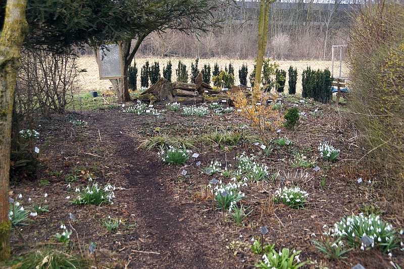 Galanthus
