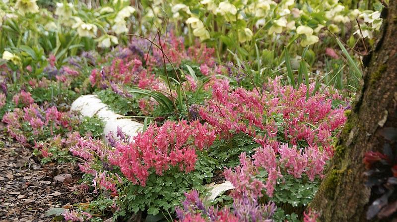 Helleborus hybridus mit Corydalis solida ssp transsilvanica