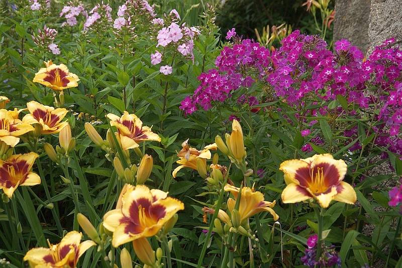 Hemerocallis El Desperado und Phlox paniculata Wennschondennschon