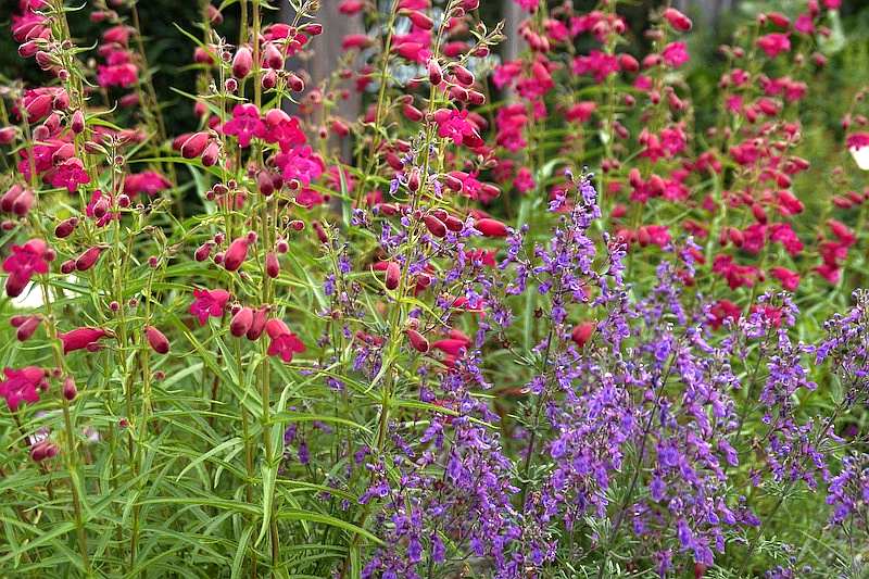 Penstemon x mexicale Tabasco mit Teucrium orientale