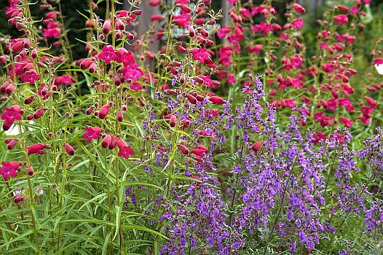 Sarastro-Rundbrief Februar 2021