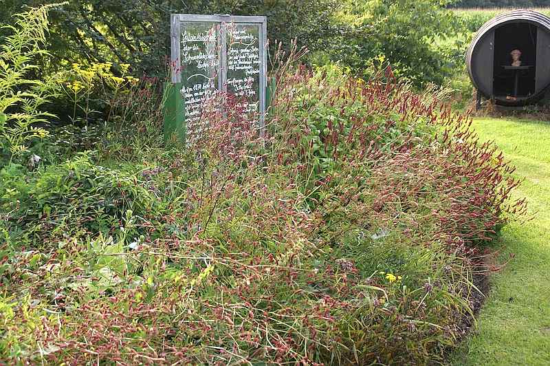 Persicaria amplexicaule und Sanguisorba Pink Tanna