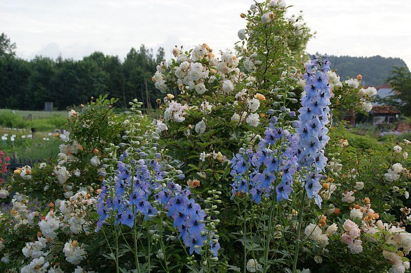 Strauchrose Ghislaine de Feligonde und Delphinium Morgentau