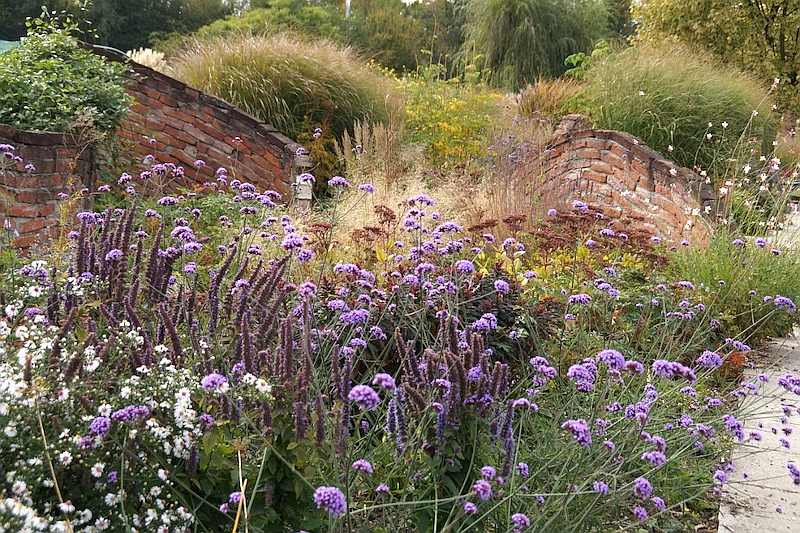 Verbena bonariensis mit Gaura lindheimeri und Agastache