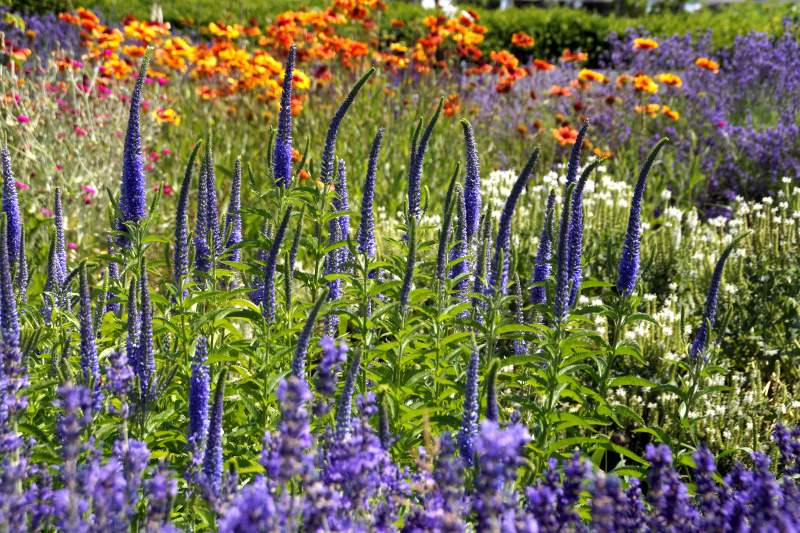 Veronica longifolia Blauriesin
