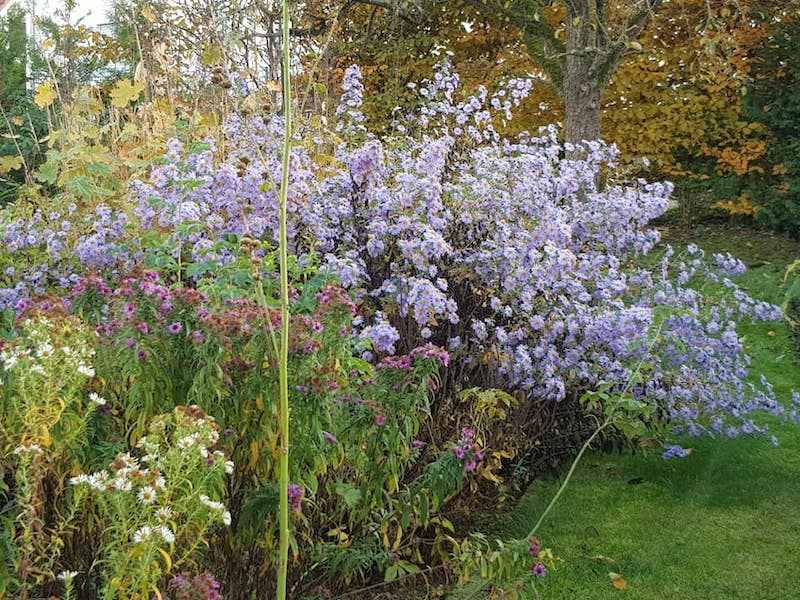 Aster novi belgii Cordula Goldenbow
