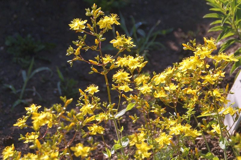 Hypericum atomaricum