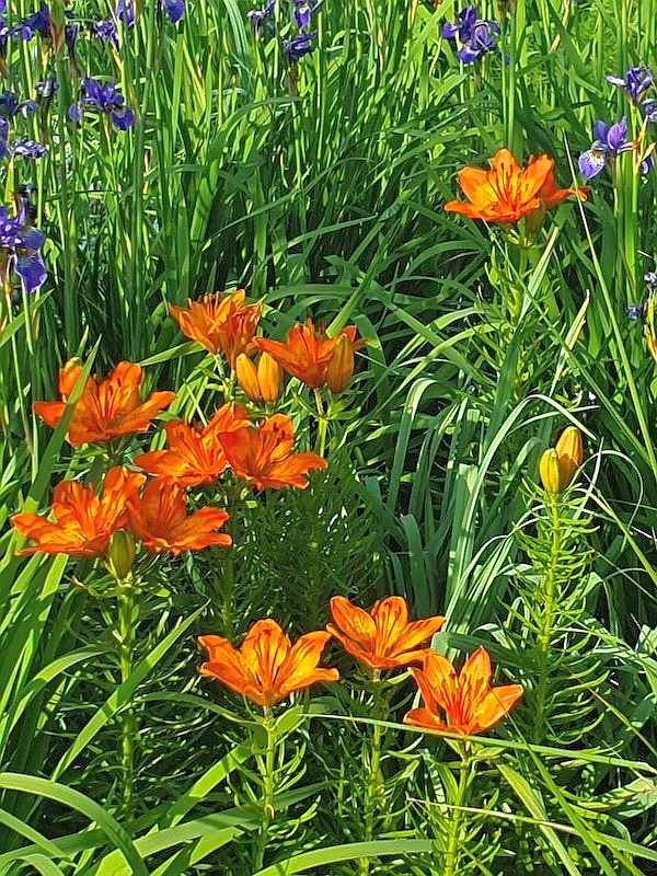 Lilium bulbiferum