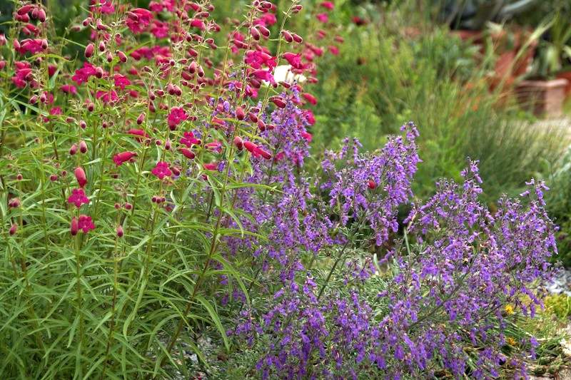 Penstemon x mexicale Tabasco mit Teucrium orientale