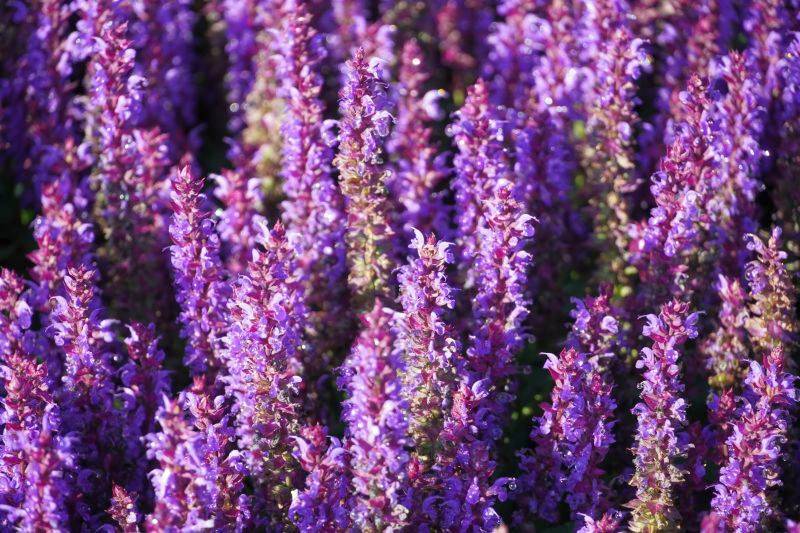 Salvia nemorosa Alberich