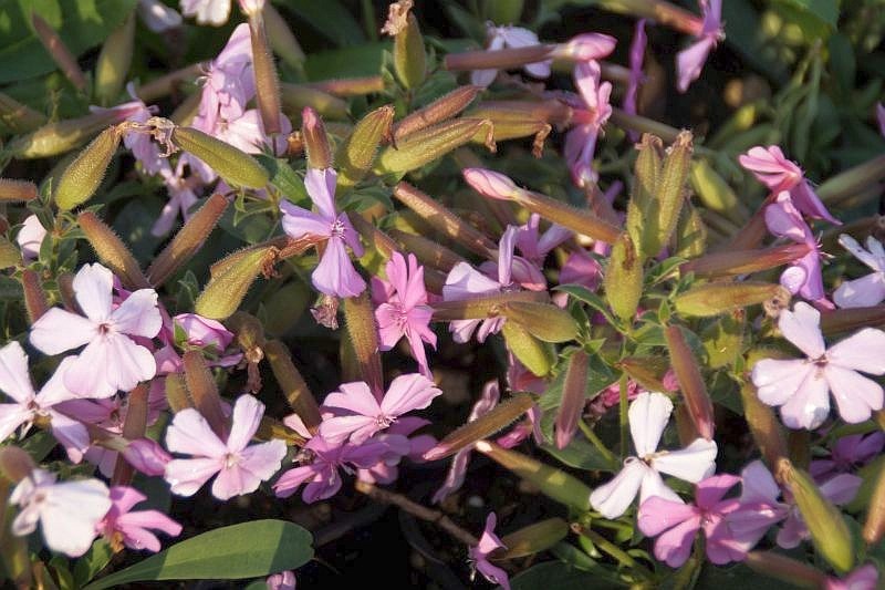 Saponaria x lempergii Max Frei