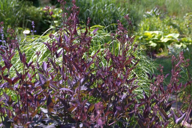 Clematis recta 'Purpurea'